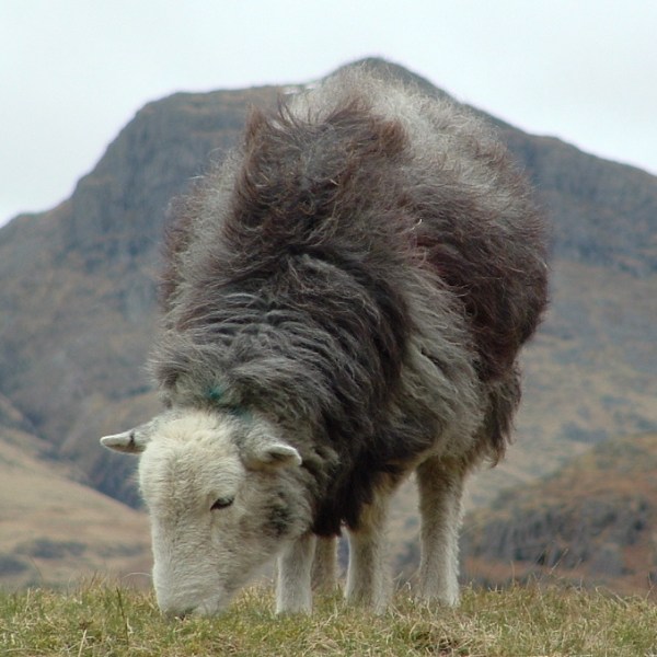 6 Times That Sheep Made History, Part&nbsp;2